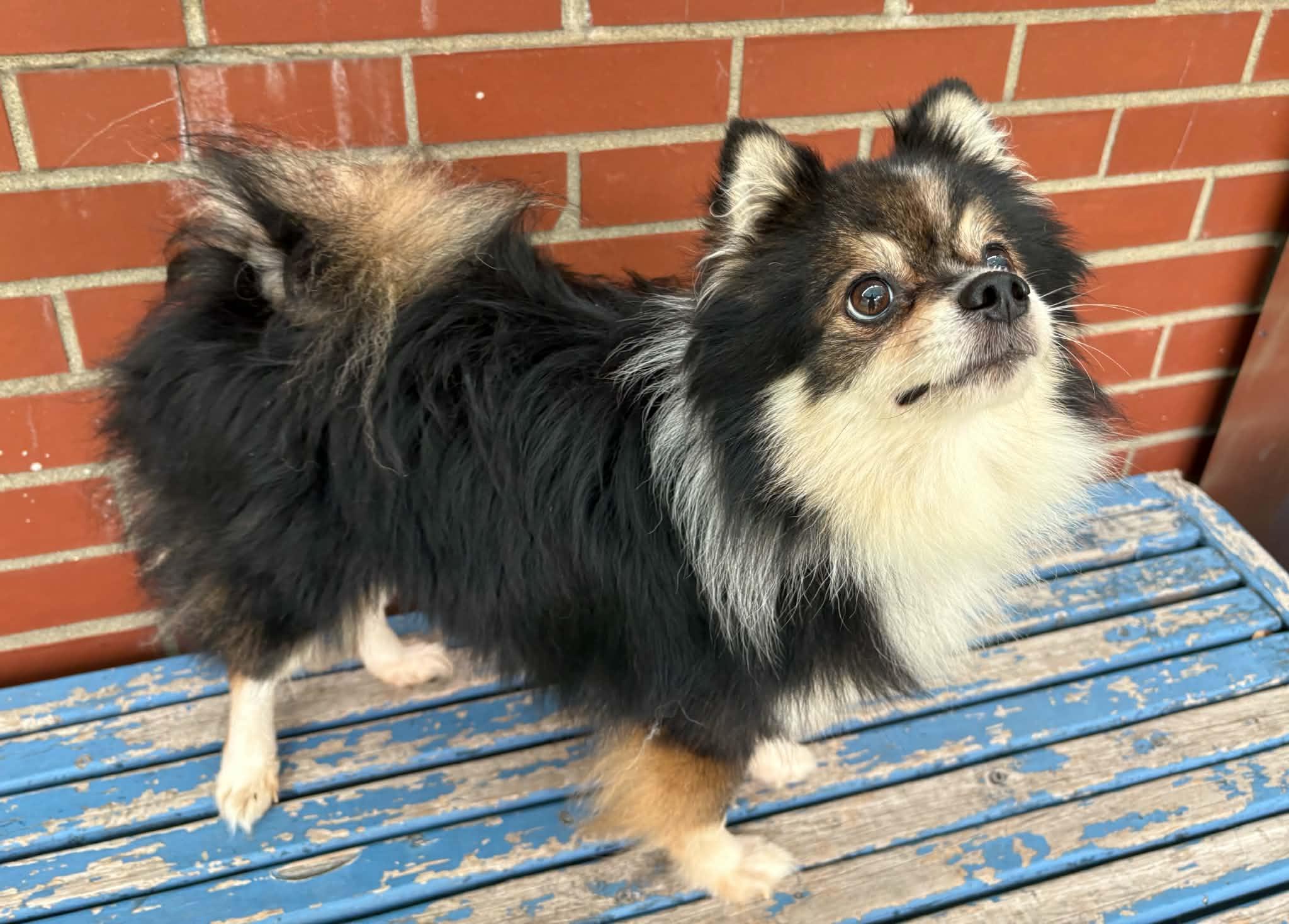 Enlarge Sebastian, a Adopted mixed breed in Oxford, MI image 5/5