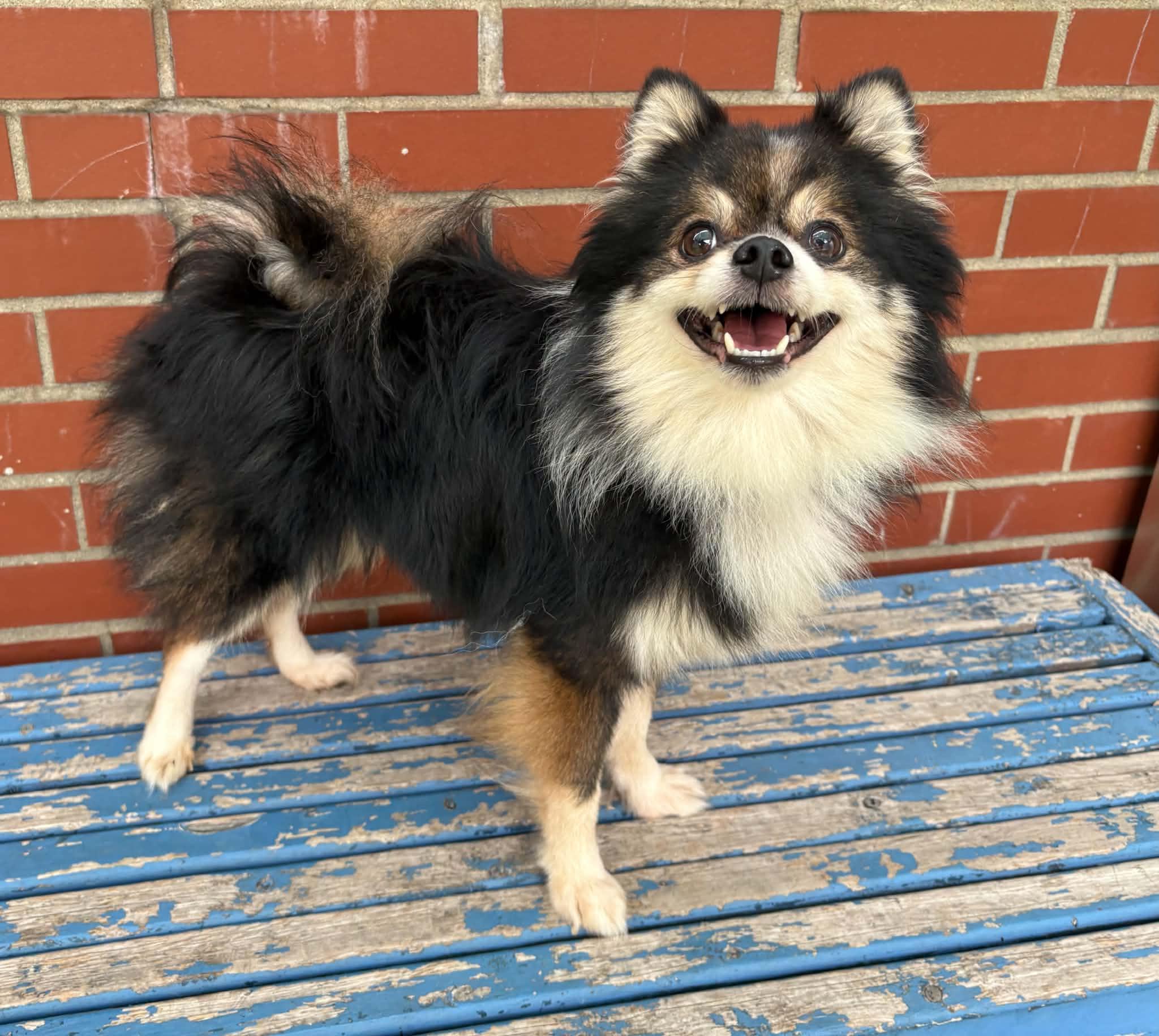 Enlarge Sebastian, a Adopted mixed breed in Oxford, MI image 4/5
