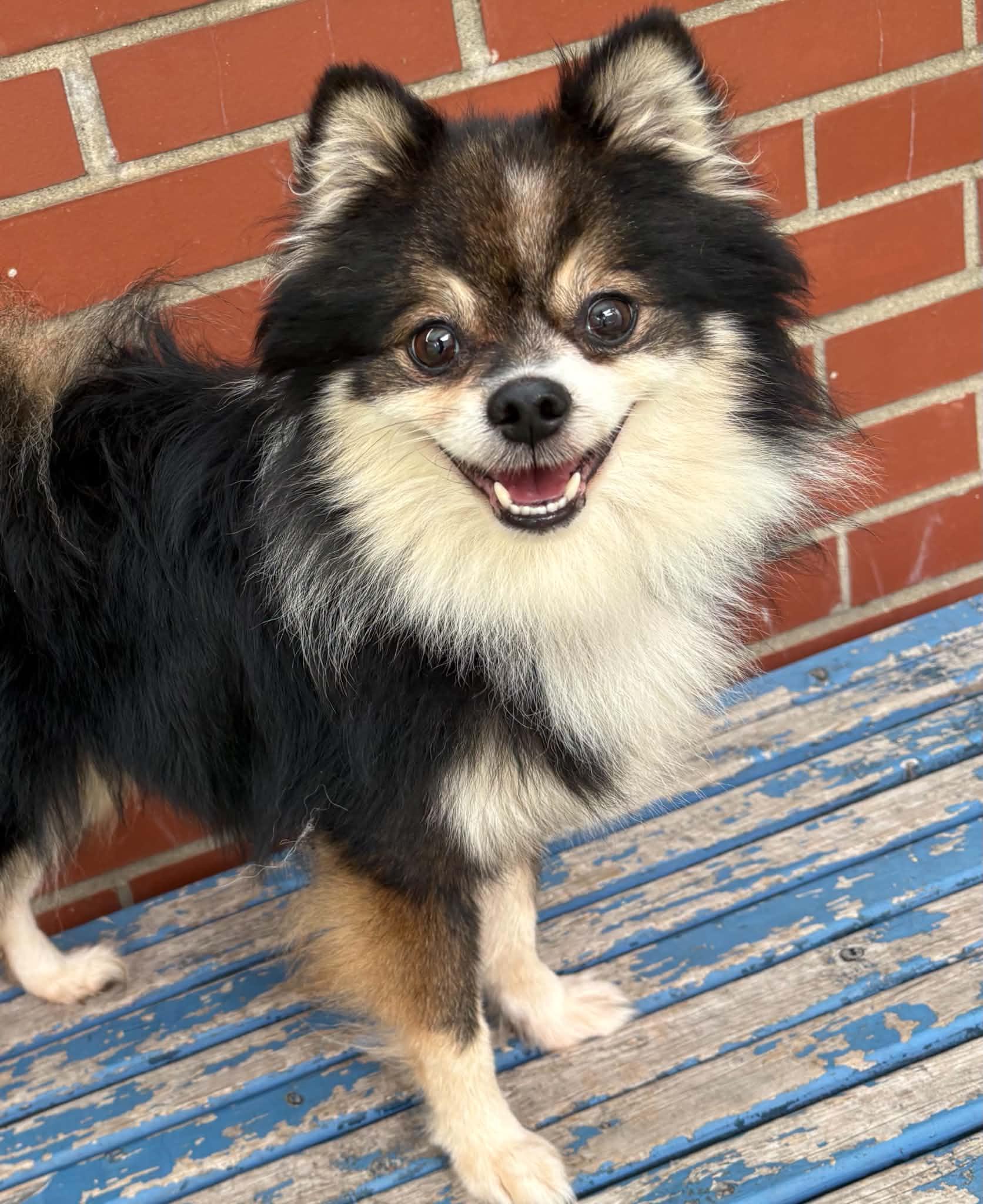 Enlarge Sebastian, a Adopted mixed breed in Oxford, MI image 2/5