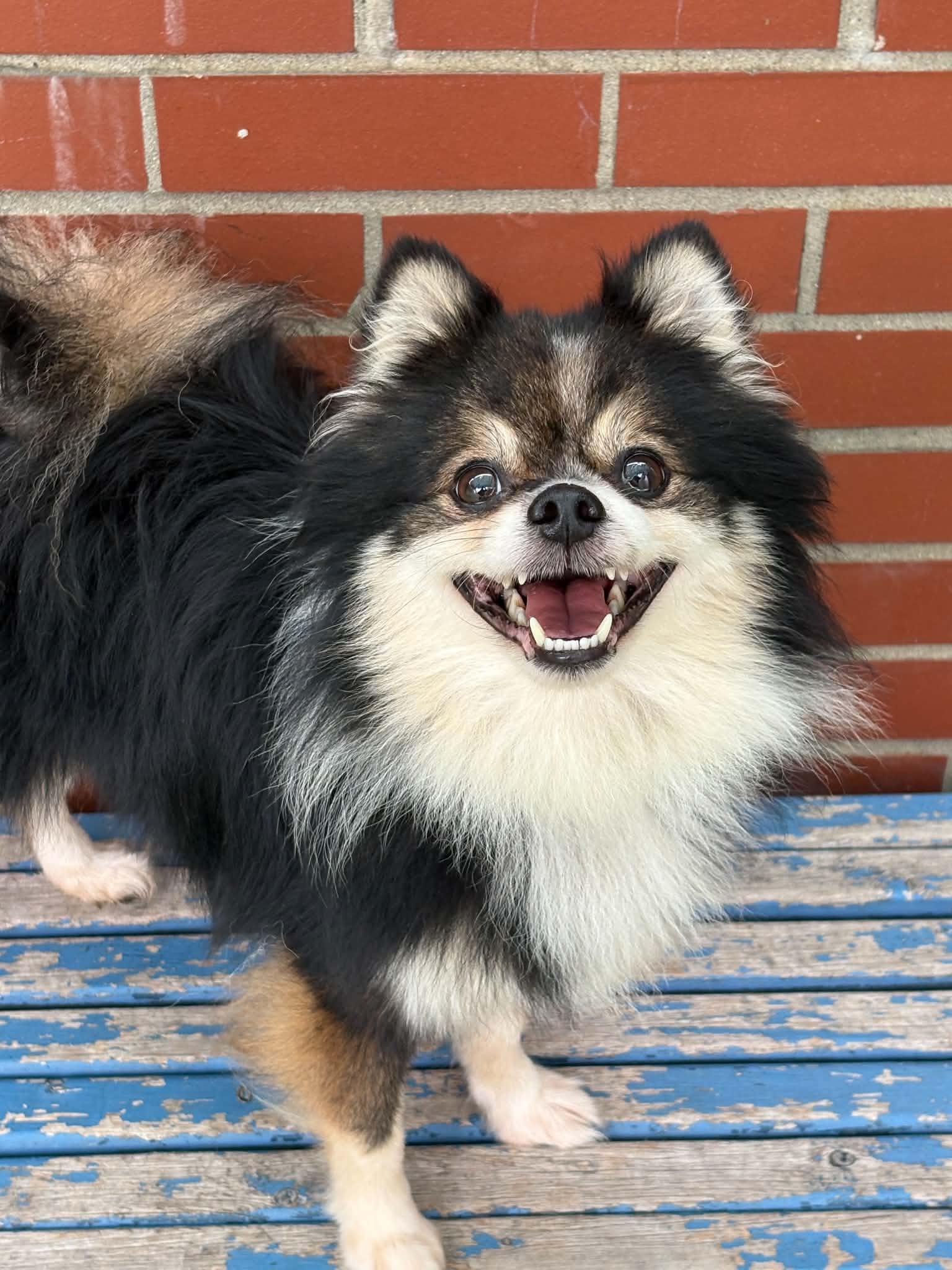 Sebastian, Adopted, Adult Male Pomeranian & Mixed Breed.