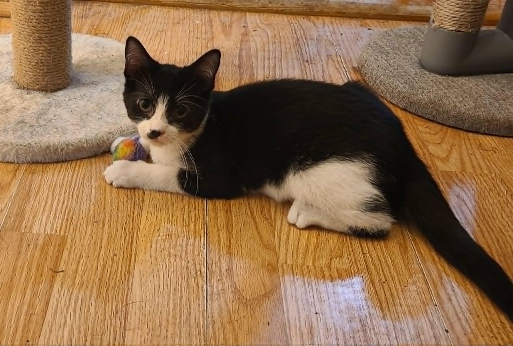 Cricket, adopted, Kitten Female Domestic Short Hair.