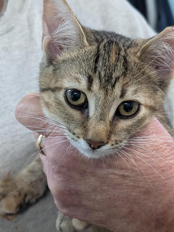 Maddie, Adoptable, Young Female Domestic Short Hair.