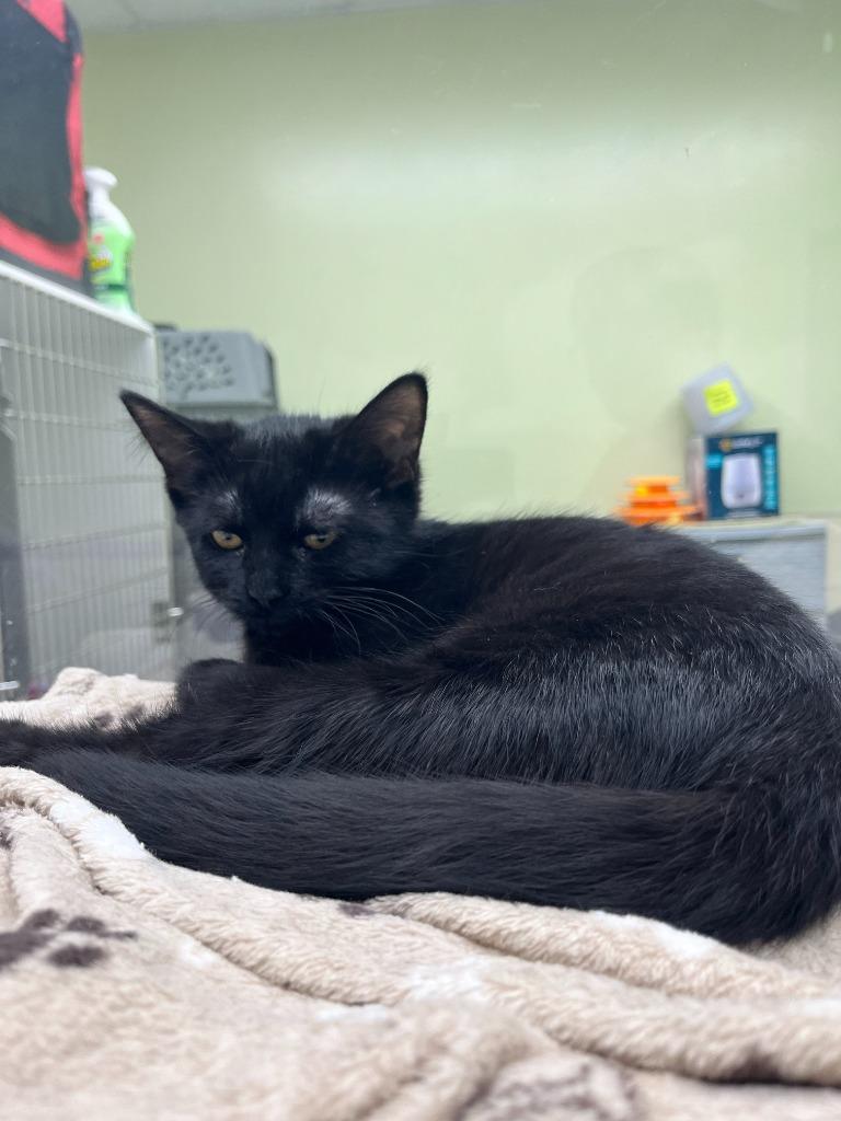 Nora, Adoptable, Young Female Domestic Short Hair.