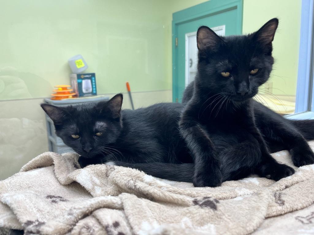 Enlarge Nora, a Adoptable mixed breed in Shorewood, IL image 2/6