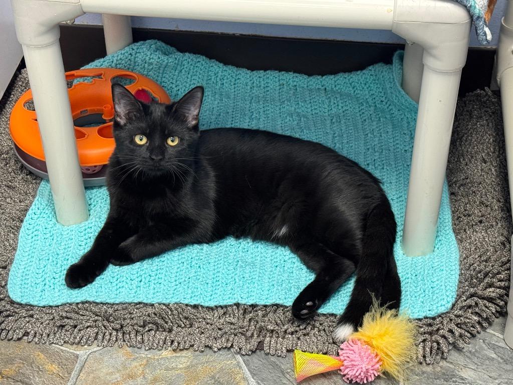 Enlarge Nora, a Adoptable mixed breed in Shorewood, IL image 5/6