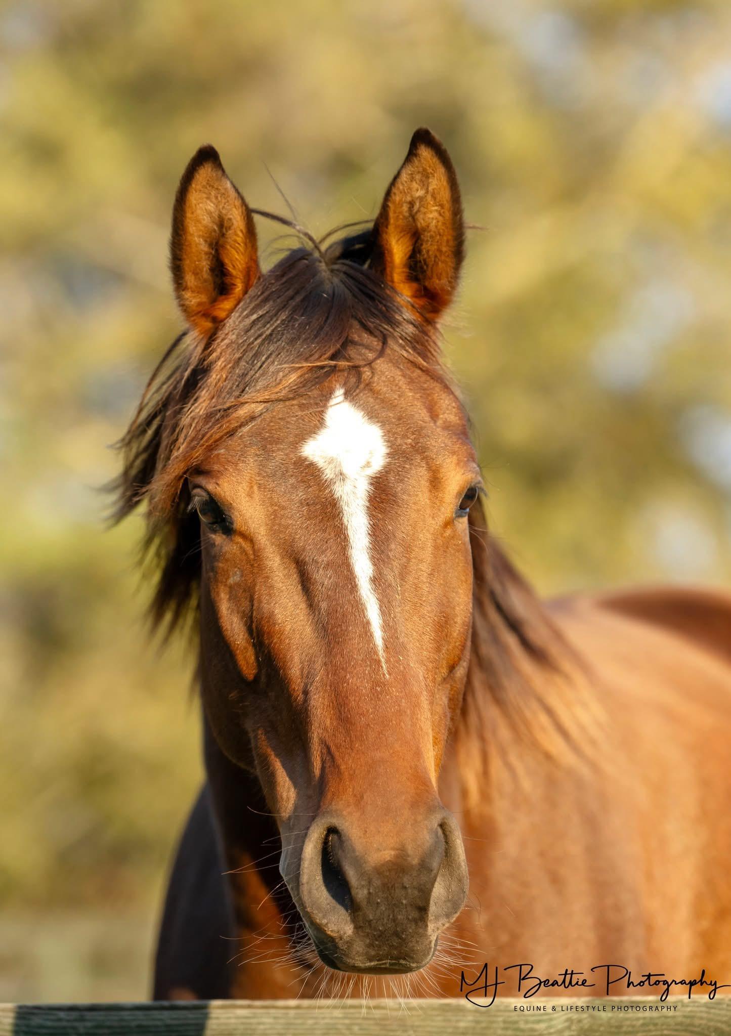 Instream, Adoptable, Young Female Thoroughbred.