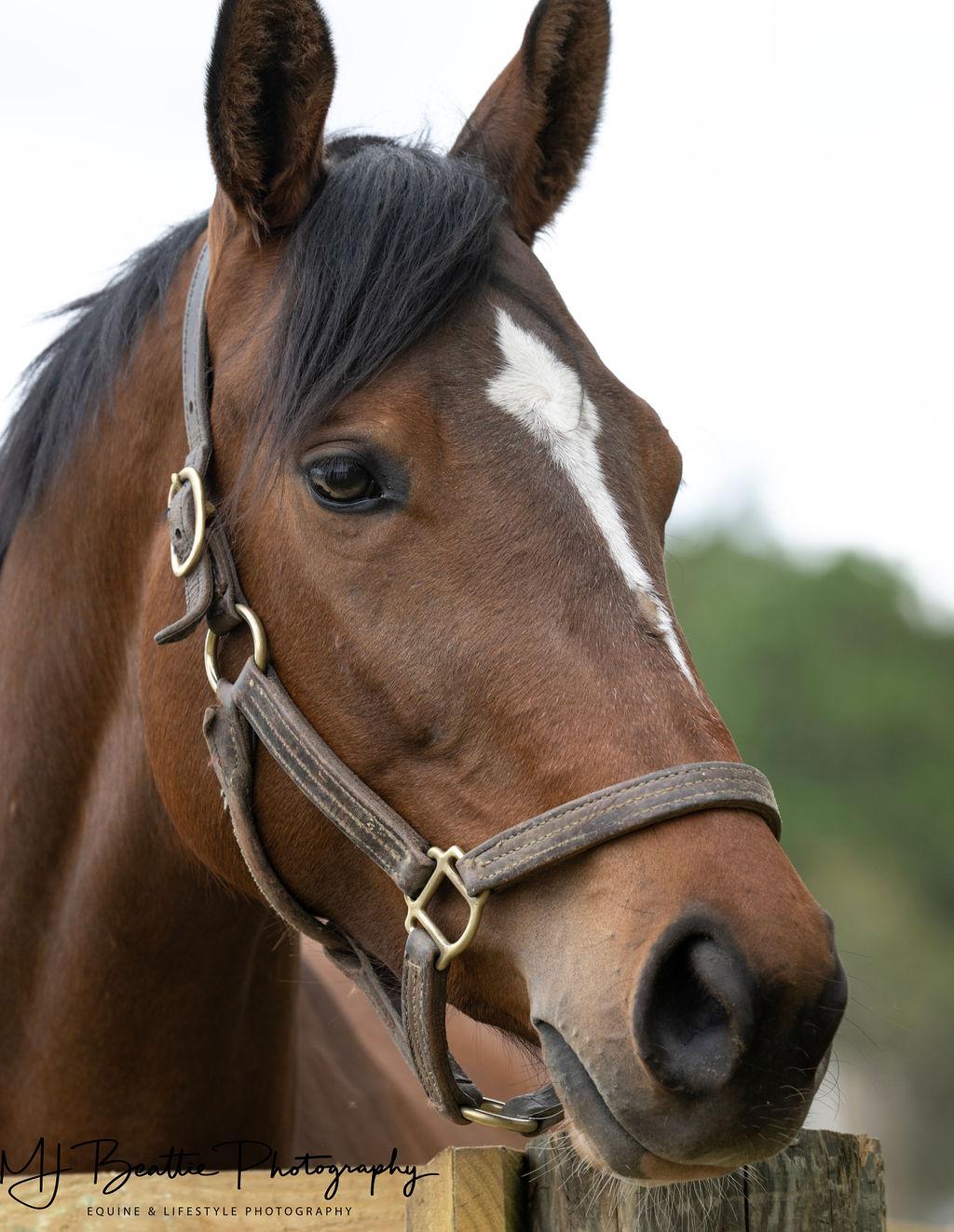Enlarge Instream, a Adoptable Thoroughbred in Aiken, SC image 1/1