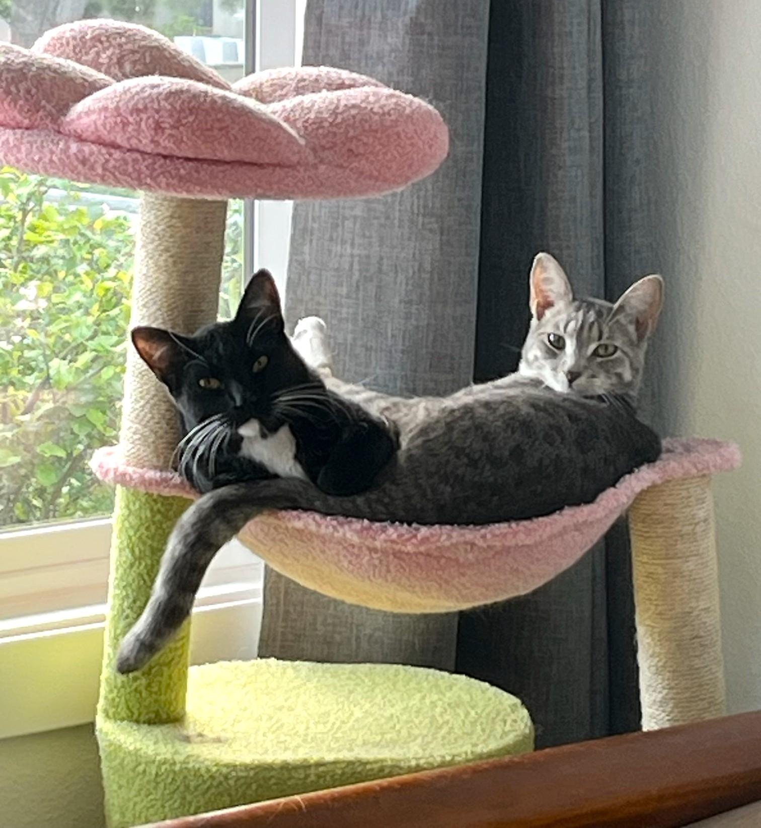 Enlarge Hope and Boots, a Adoptable Domestic Short Hair in Mission Viejo, CA image 1/6