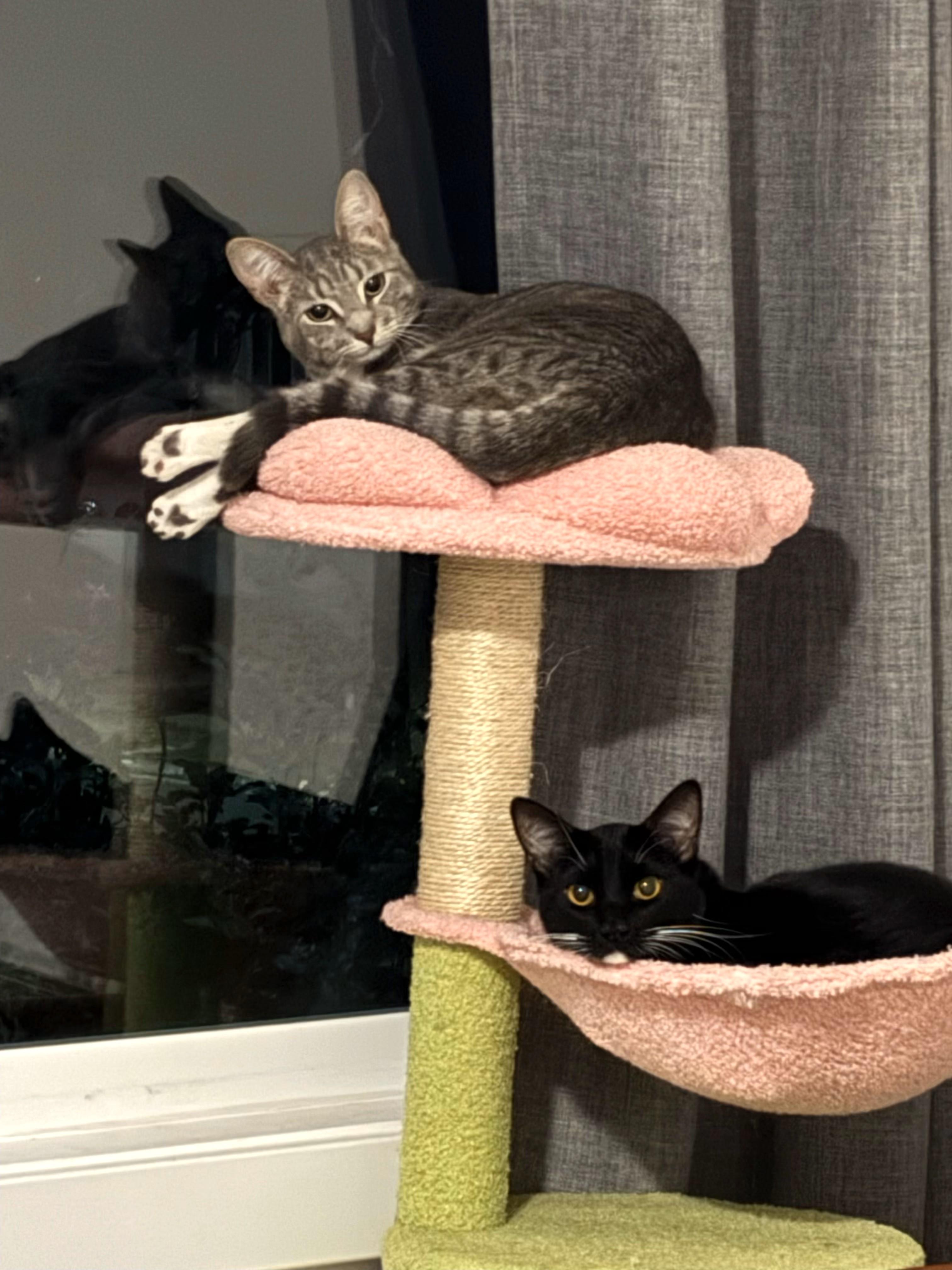 Enlarge Hope and Boots, a Adoptable Domestic Short Hair in Mission Viejo, CA image 6/6