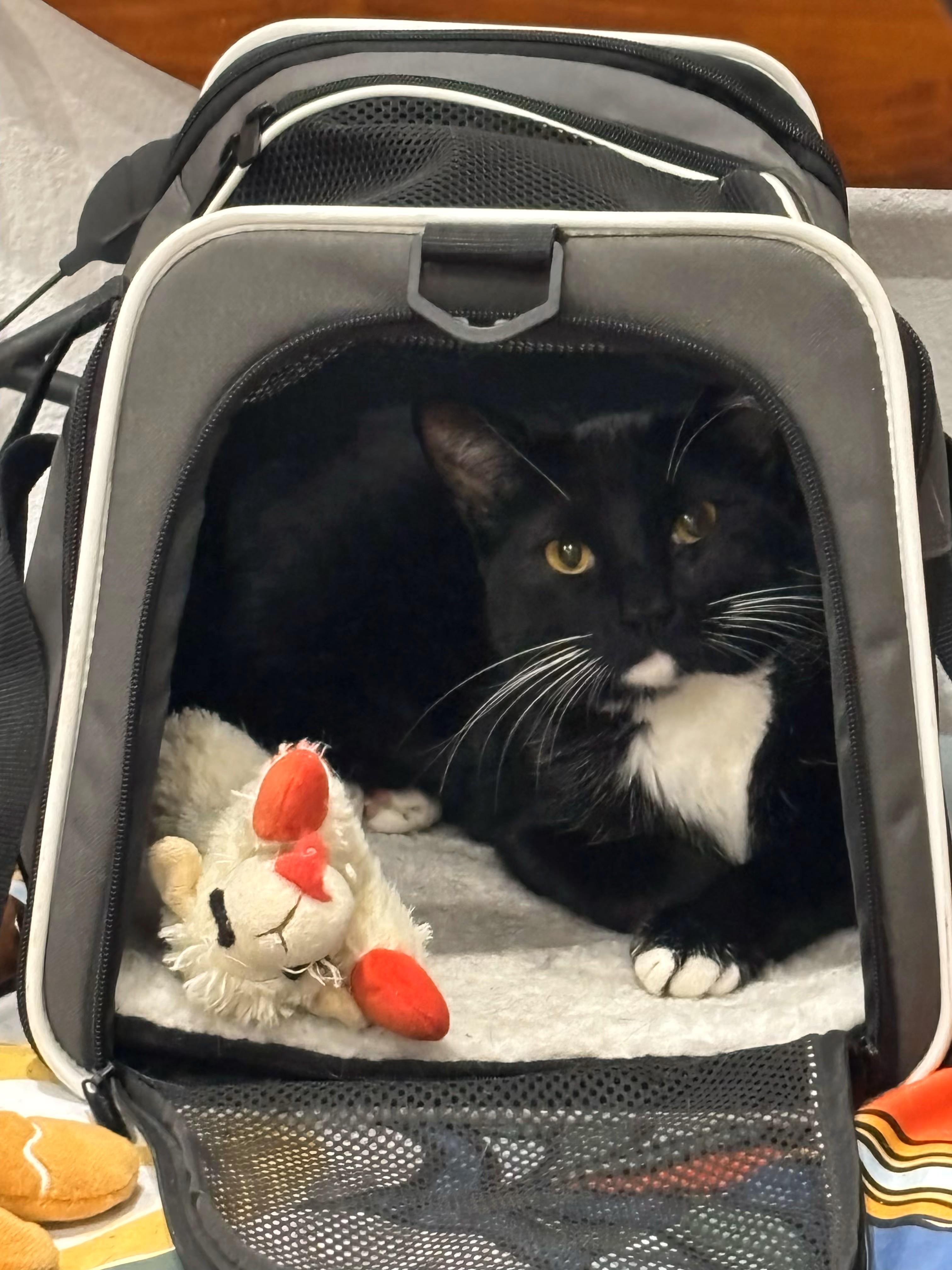 Enlarge Hope and Boots, a Adoptable Domestic Short Hair in Mission Viejo, CA image 2/6