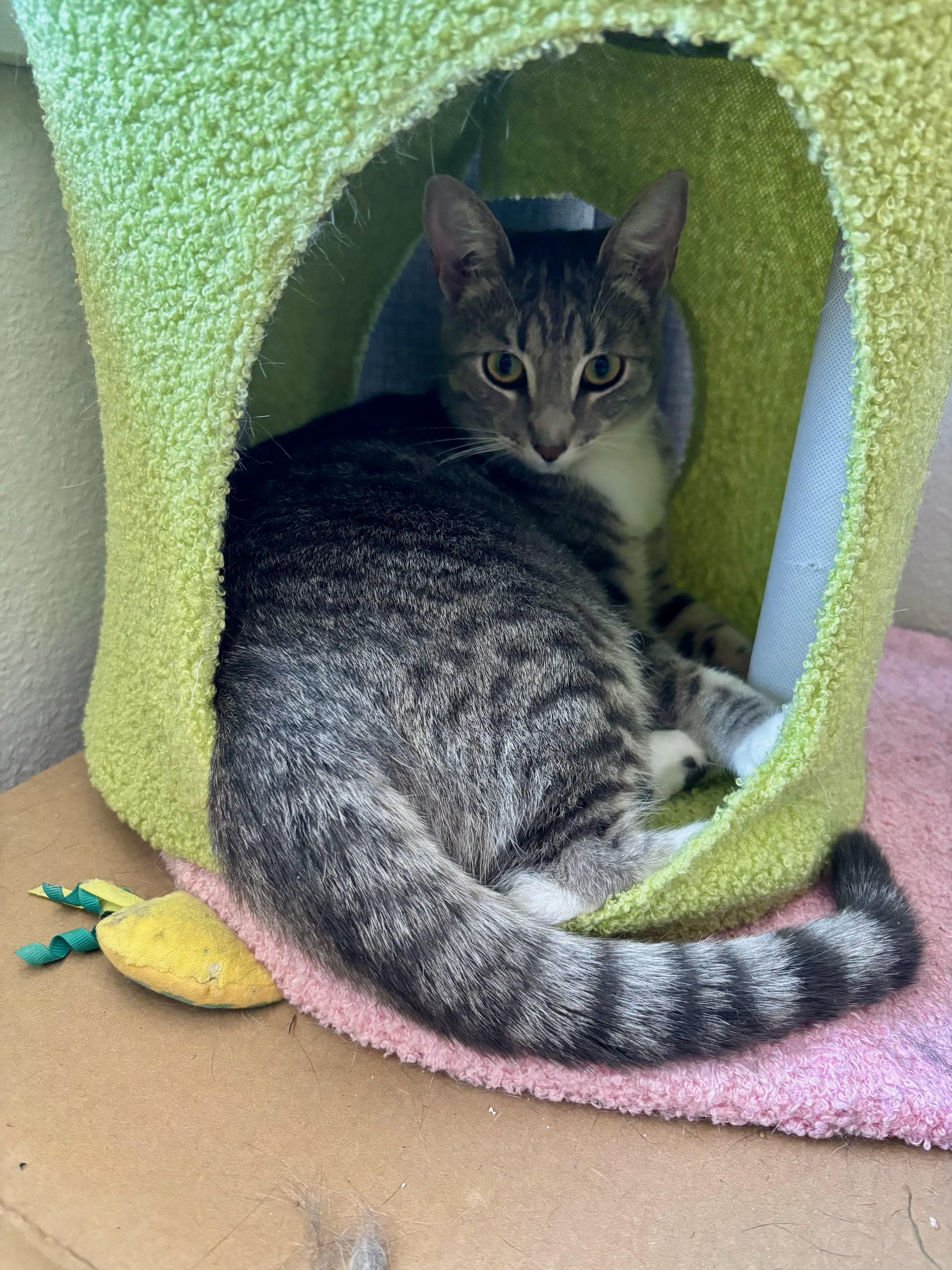 Enlarge Hope and Boots, a Adoptable Domestic Short Hair in Mission Viejo, CA image 3/6
