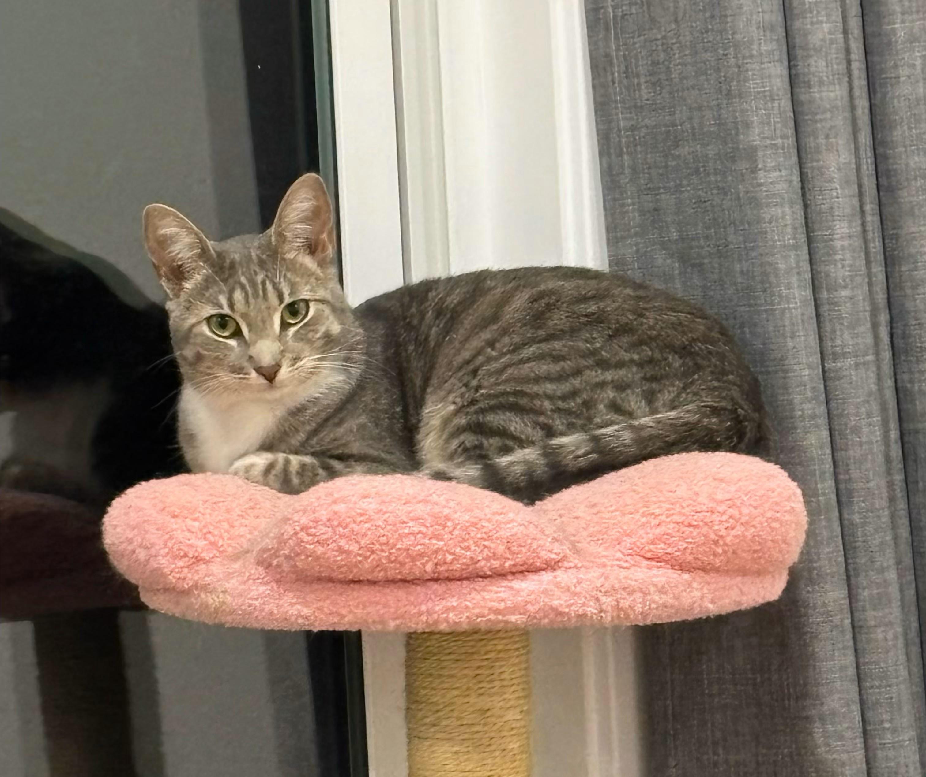Enlarge Hope and Boots, a Adoptable Domestic Short Hair in Mission Viejo, CA image 4/6