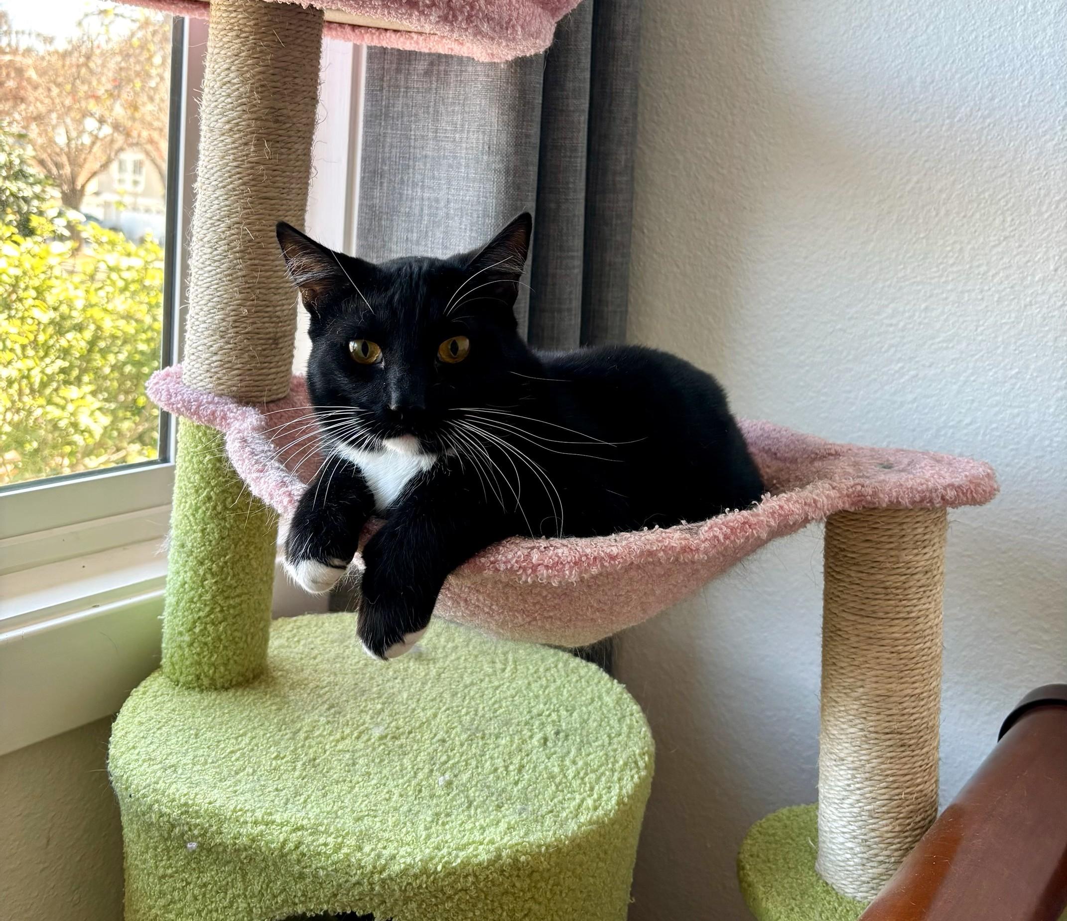 Enlarge Hope and Boots, a Adoptable Domestic Short Hair in Mission Viejo, CA image 5/6
