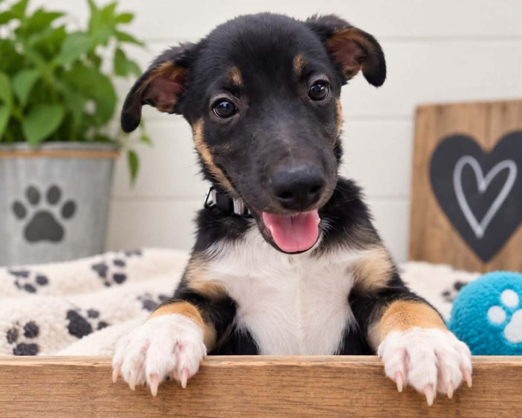 Lincoln, Adoptable, Puppy Male Mixed Breed.