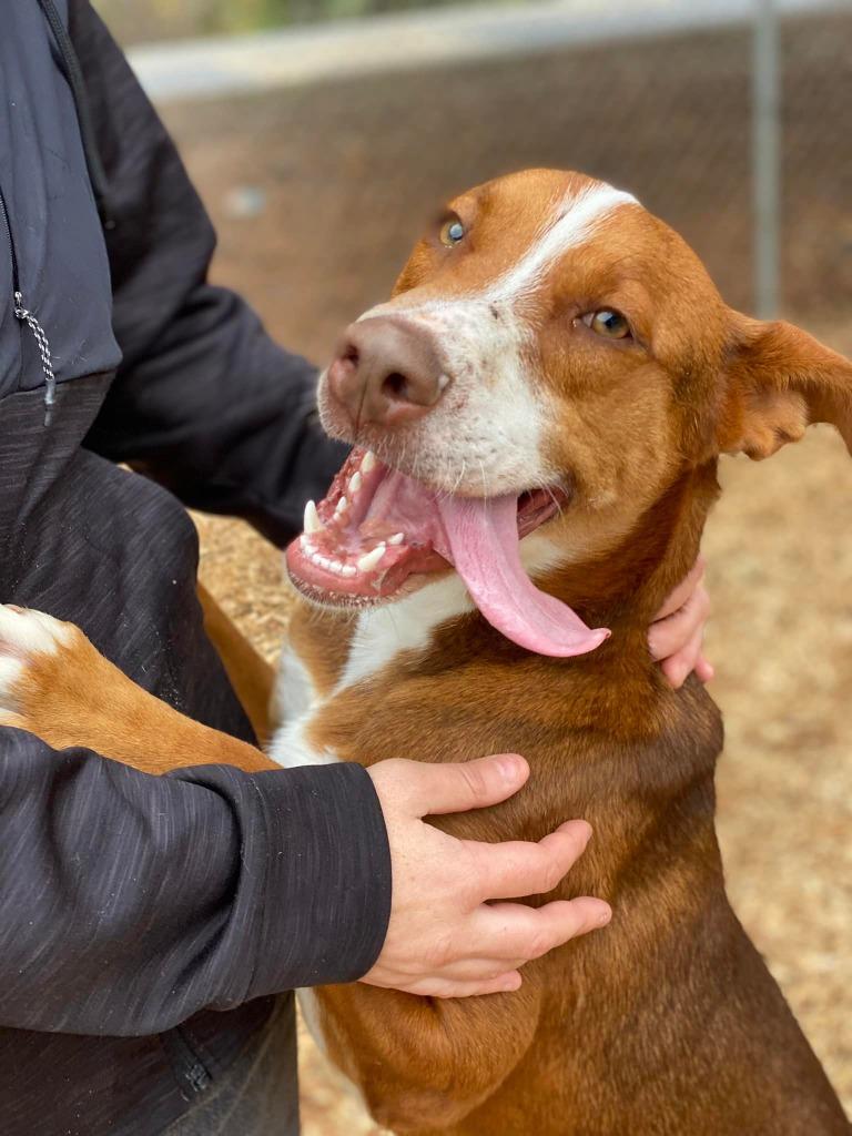 Orono, a Adoptable Cattle Dog in Lemoore, CA image 1/6