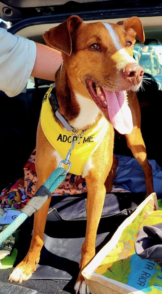 Orono, a Adoptable Cattle Dog in Lemoore, CA image 2/6