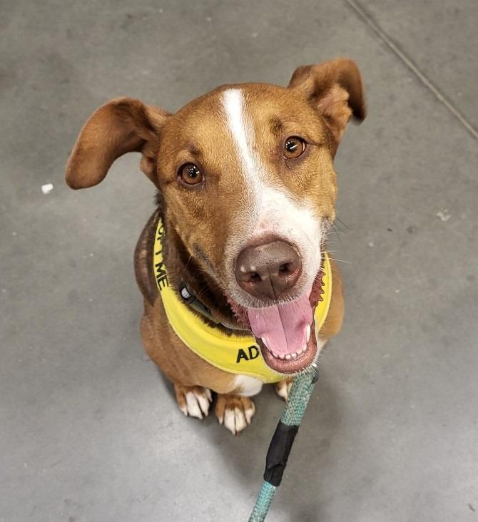 Orono, a Adoptable Cattle Dog in Lemoore, CA image 3/6
