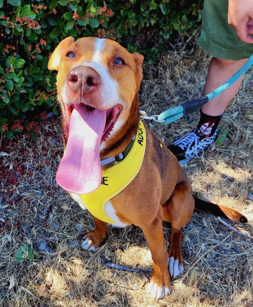 Enlarge Orono, a Adoptable Cattle Dog in Lemoore, CA image 1/6