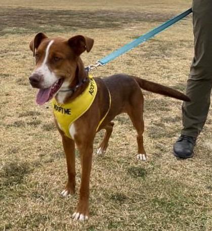 Orono, a Adoptable Cattle Dog in Lemoore, CA image 5/6