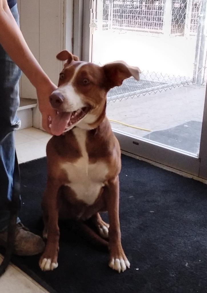 Orono, a Adoptable Cattle Dog in Lemoore, CA image 6/6