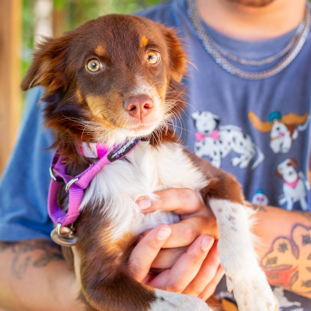 Enlarge Fig, a Adoptable mixed breed in Hattiesburg, MS image 1/2