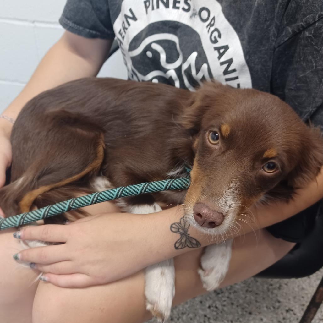 Enlarge Fig, a Adoptable mixed breed in Hattiesburg, MS image 2/2