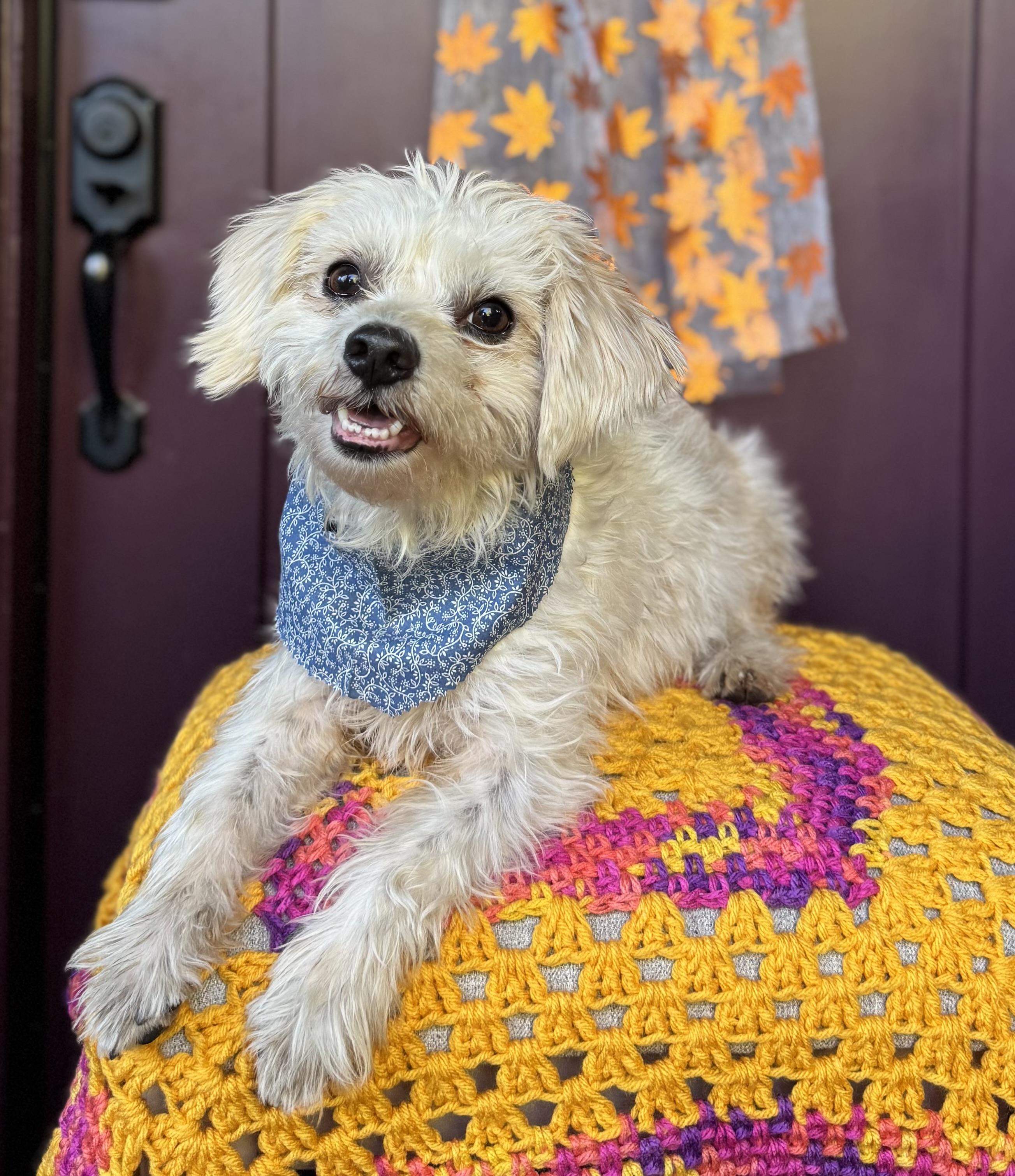 Enlarge JP (Jolly Pasquale), a Adoptable mixed breed in Columbia, CA image 4/6
