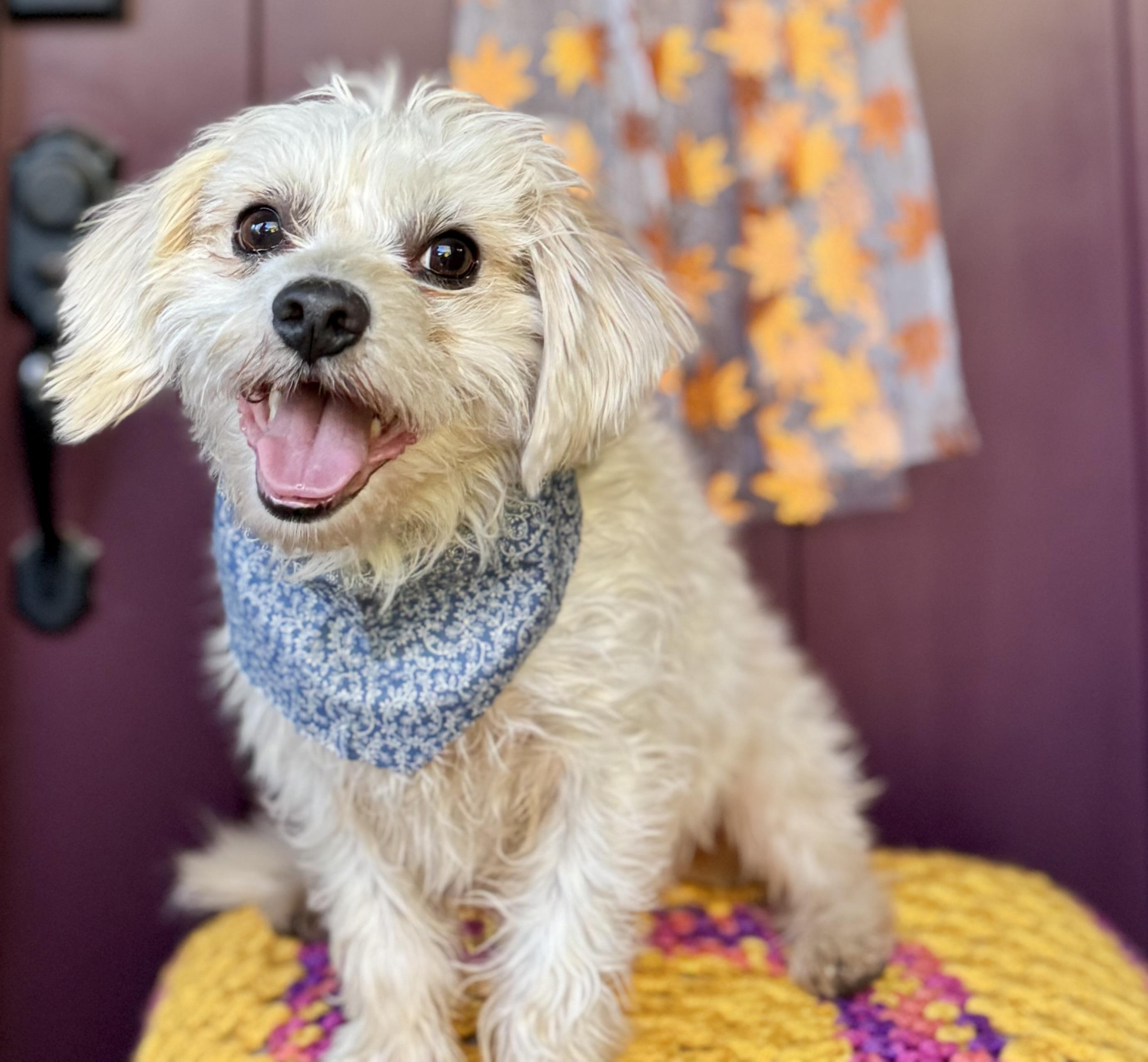 Enlarge JP (Jolly Pasquale), a Adoptable mixed breed in Columbia, CA image 3/6