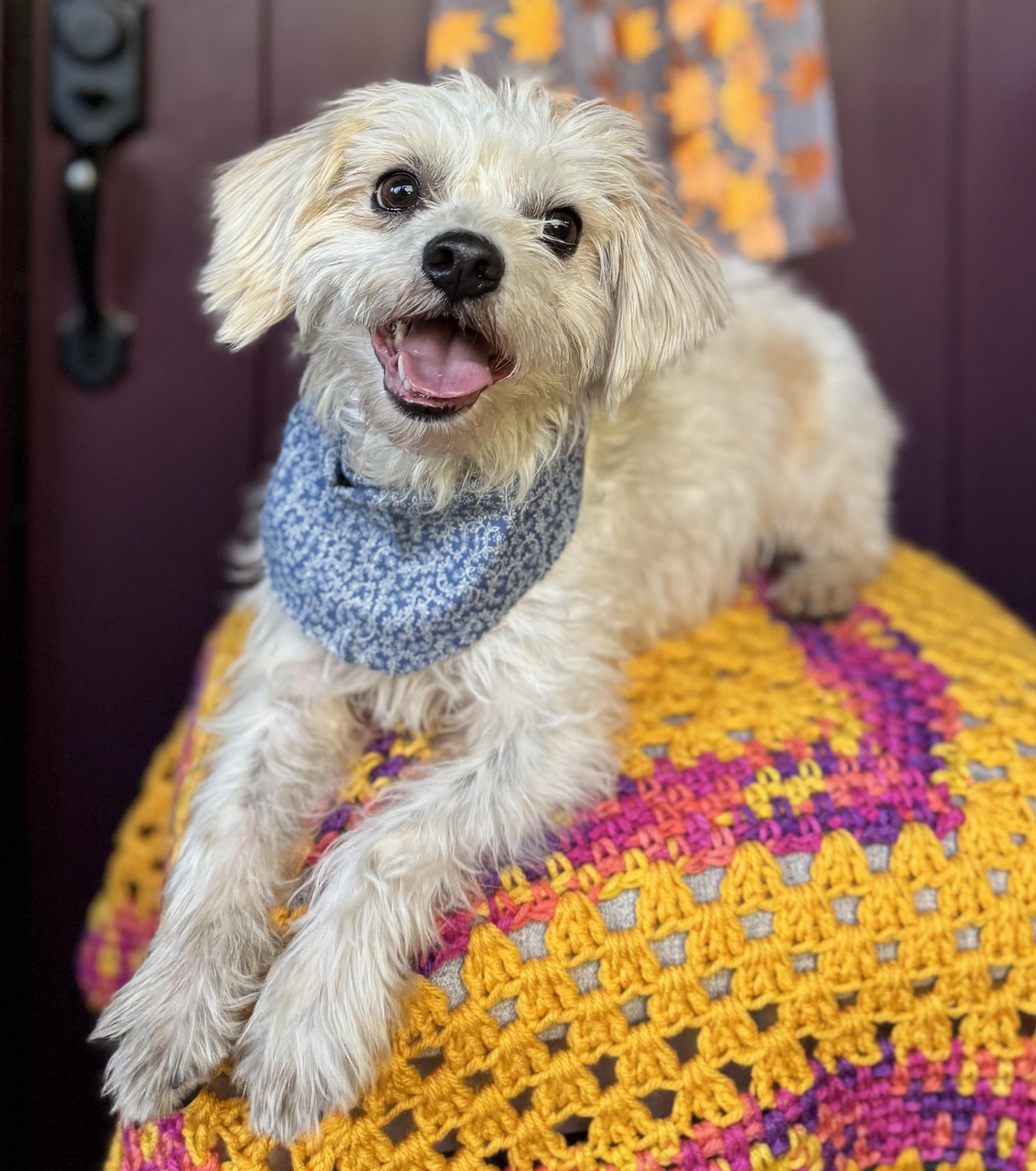 Enlarge JP (Jolly Pasquale), a Adoptable mixed breed in Columbia, CA image 5/6