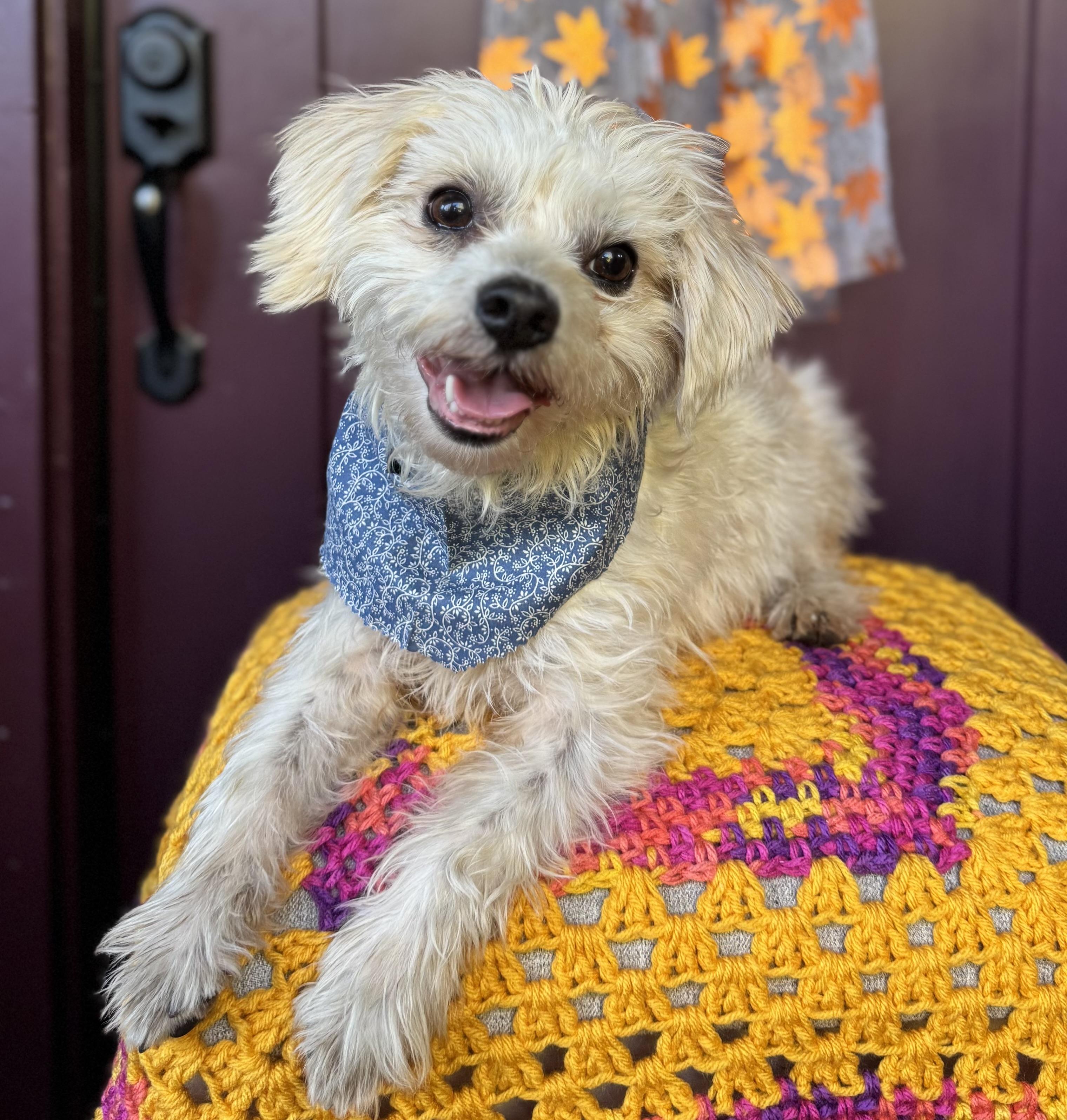 JP (Jolly Pasquale), Adoptable, Adult Male Terrier & Shih Tzu.