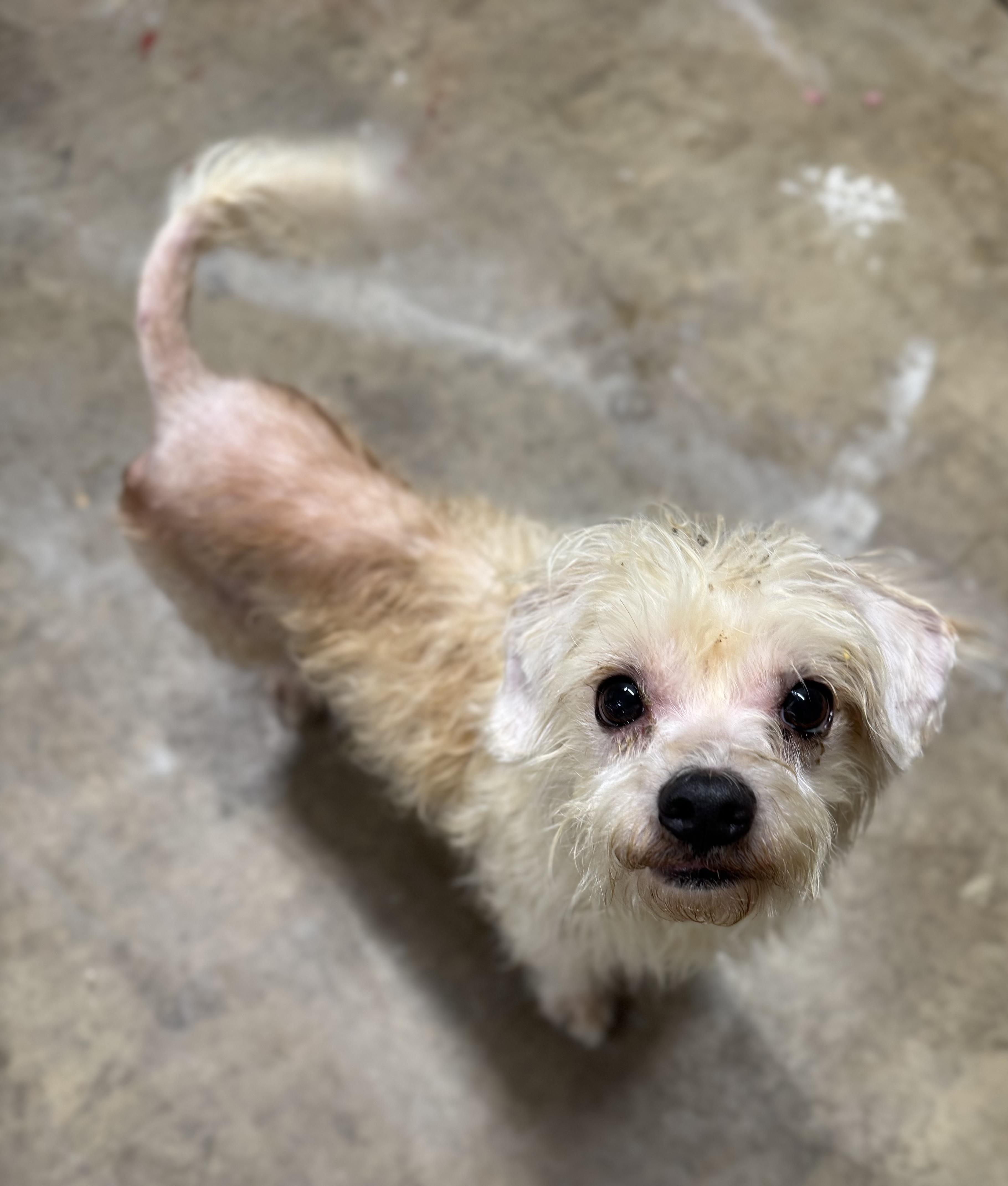 Pasquale, an adoptable mixed breed in Columbia, CA image 2/3