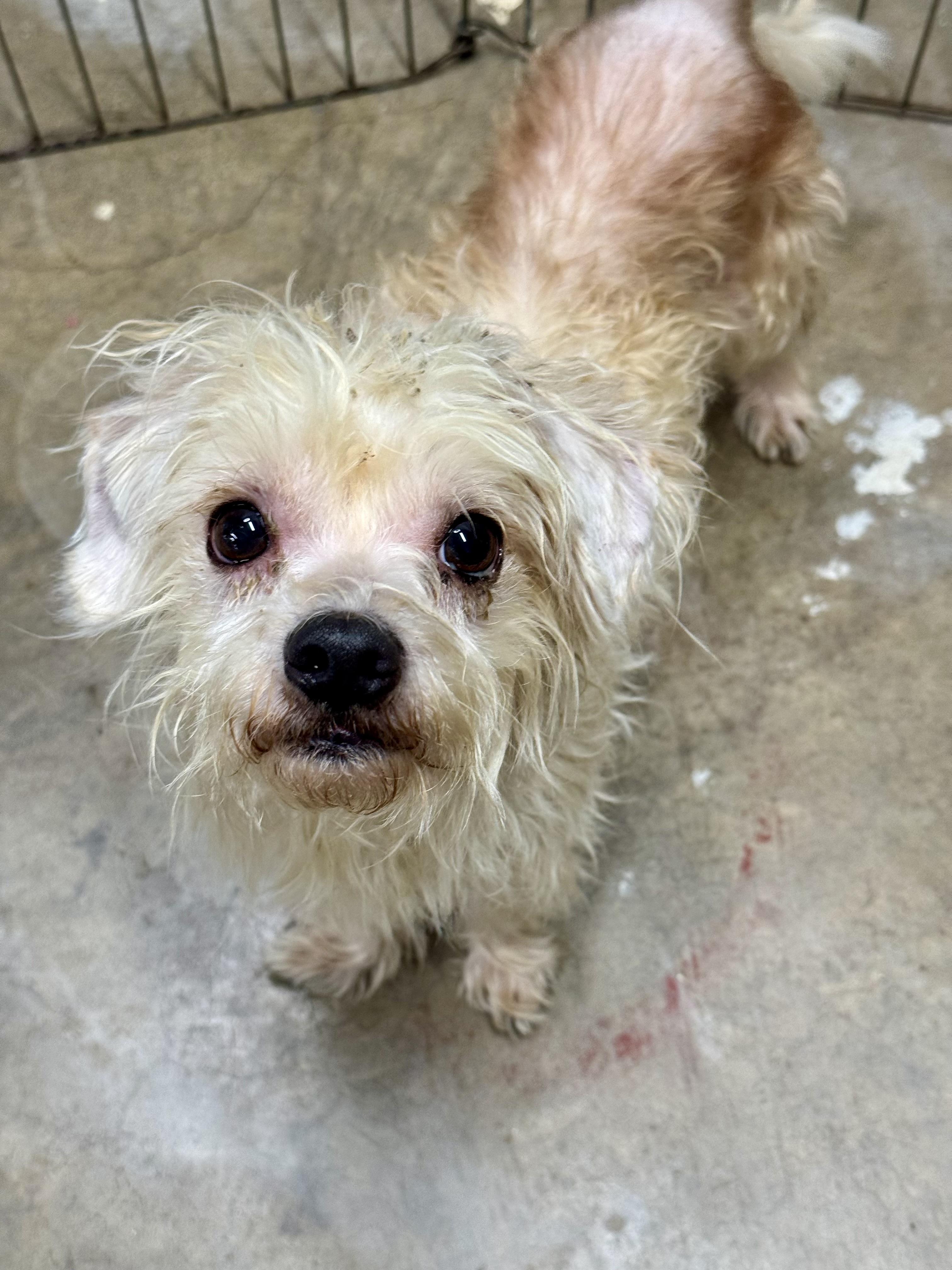 Pasquale, an adoptable mixed breed in Columbia, CA image 3/3