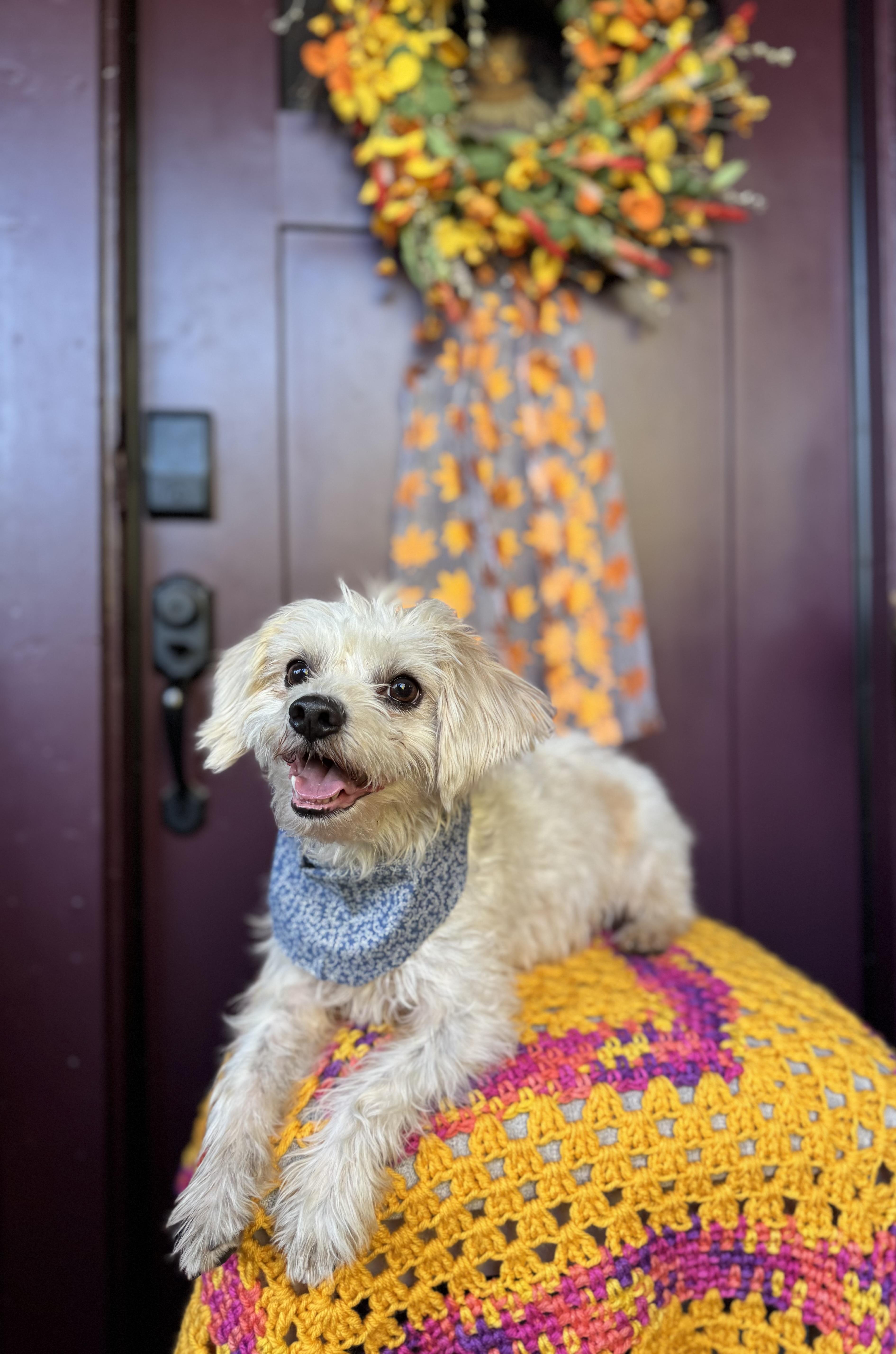 Enlarge JP (Jolly Pasquale), a Adoptable mixed breed in Columbia, CA image 6/6