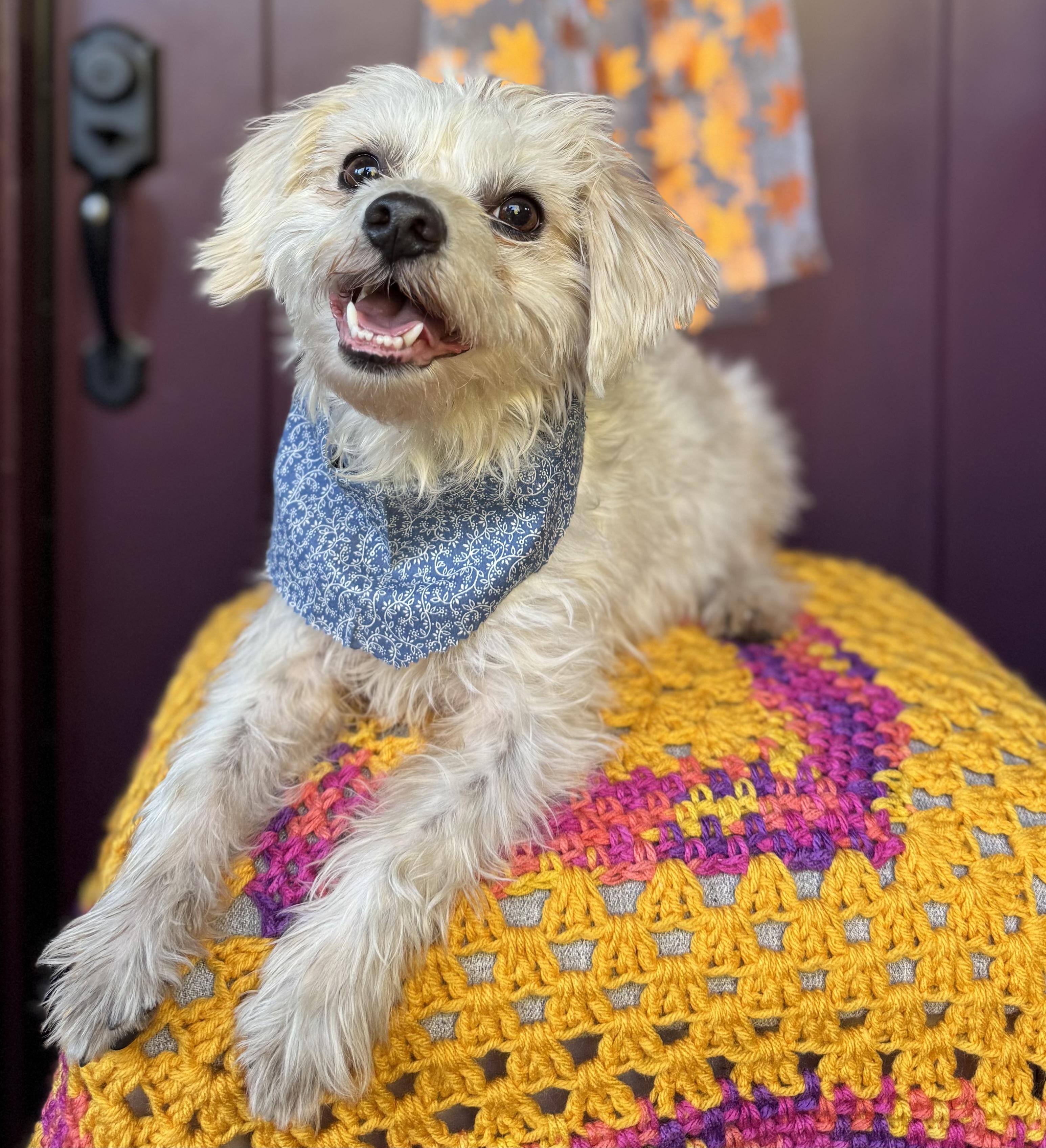 Enlarge JP (Jolly Pasquale), a Adoptable mixed breed in Columbia, CA image 2/6