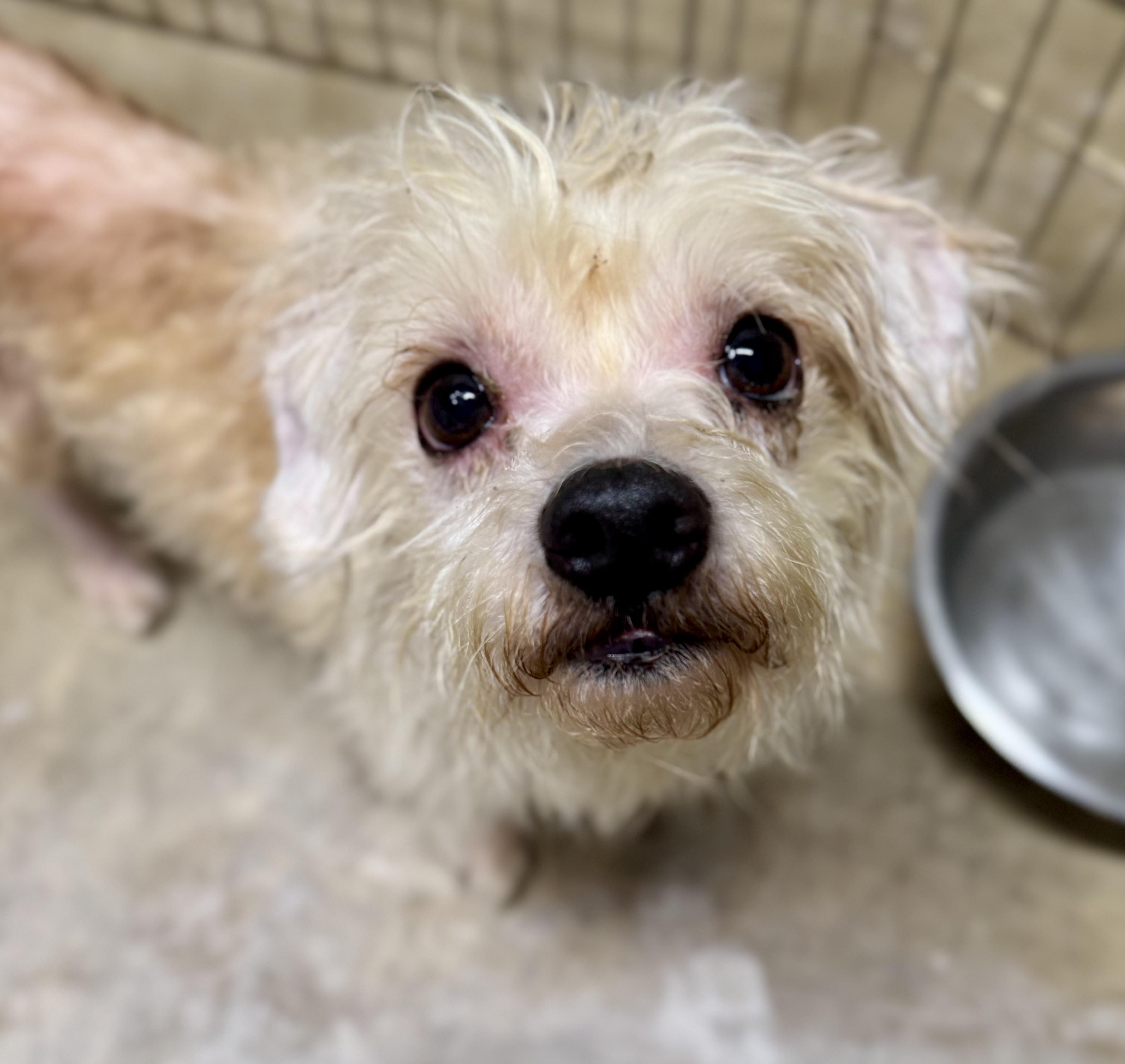 Pasquale, an adoptable mixed breed in Columbia, CA image 1/3