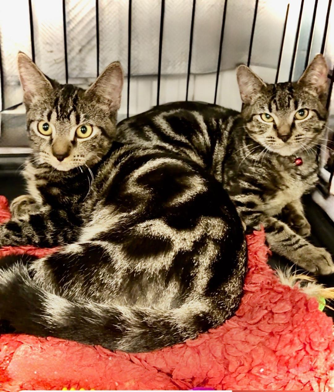 Benson & Boone - BONDED