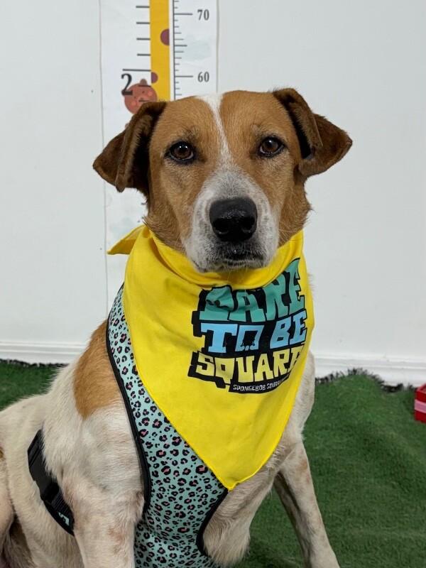 Granny-One of our Amazing Rescue Dogs, ADOPTABLE, Senior • Female, English Foxhound & Australian Cattle Dog / Blue Heeler.