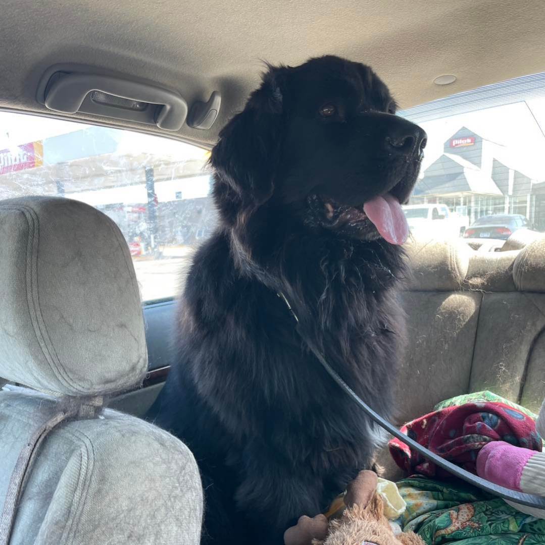 Enlarge Salem, a Adopted Newfoundland Dog in North Branch, MN image 1/3