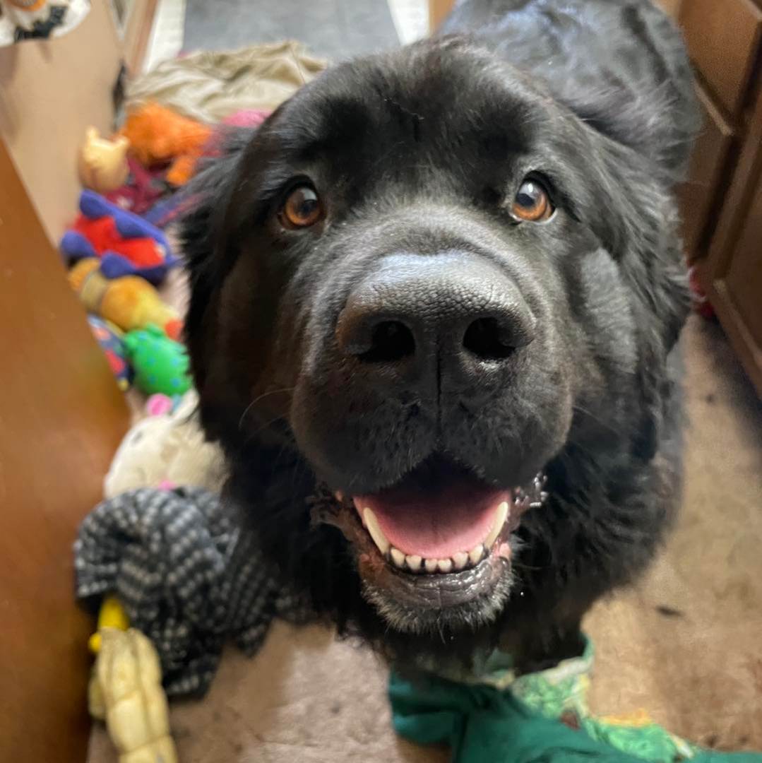 Enlarge Salem, a Adopted Newfoundland Dog in North Branch, MN image 2/3