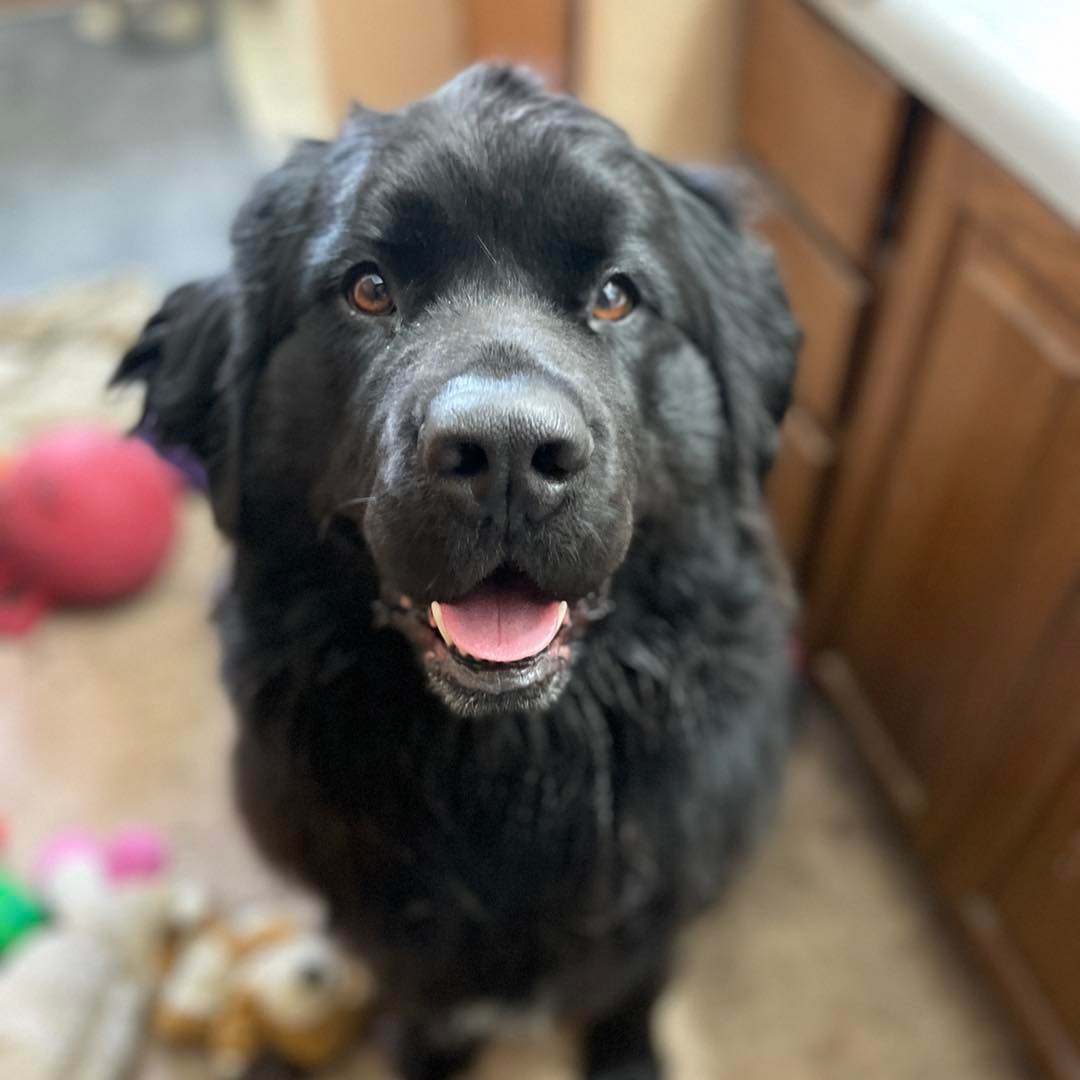Enlarge Salem, a Adopted Newfoundland Dog in North Branch, MN image 3/3