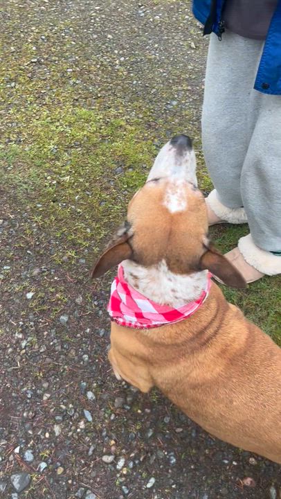 Enlarge Zena, a Adoptable mixed breed in Olympia, WA video 6/6
