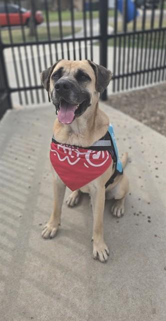 Enlarge LEO, a Adoptable mixed breed in Corpus Christi, TX image 1/1