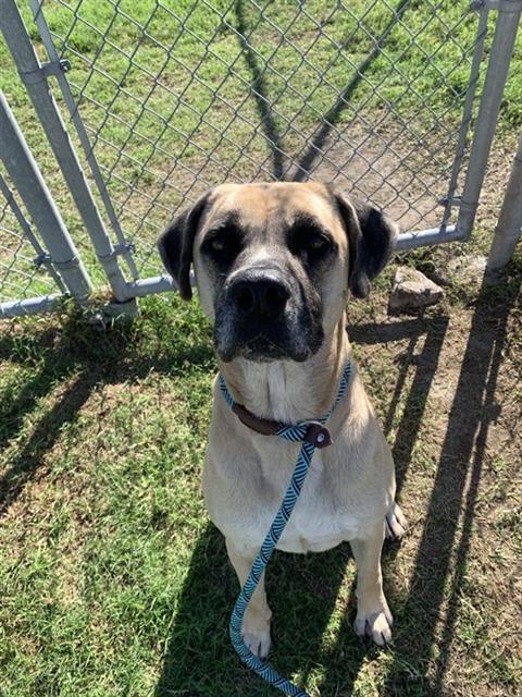 Enlarge LEO, a Adoptable Pit Bull Terrier in Corpus Christi, TX image 1/1