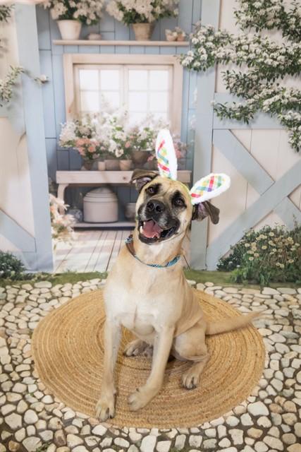 Enlarge LEO, a Adoptable mixed breed in Corpus Christi, TX image 1/1