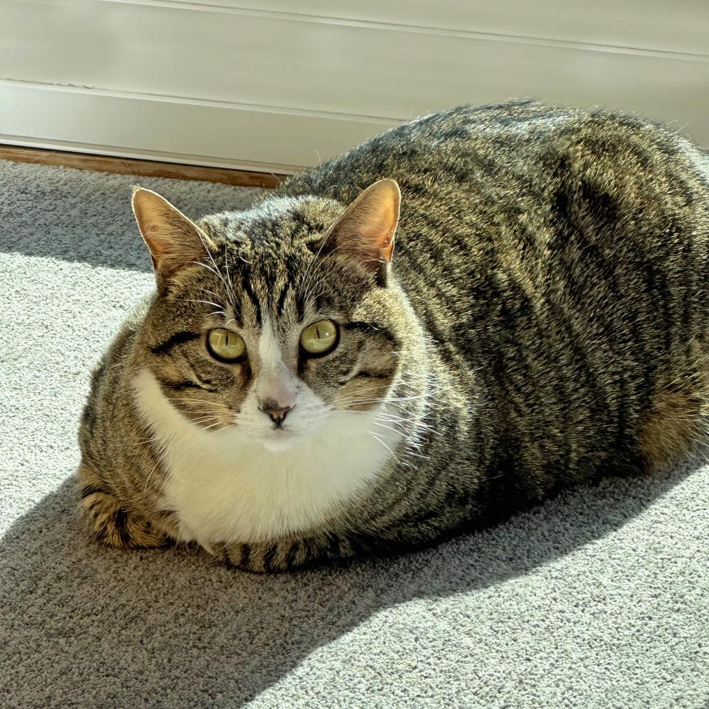 Pepper, a Adoptable Domestic Short Hair in Cody, WY image 4/6