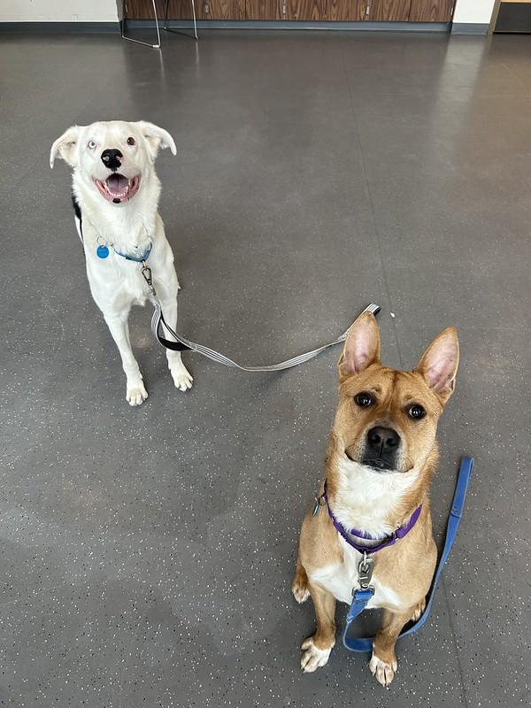 Enlarge Brazil, an adoptable mixed breed in Truckee, CA image 4/4