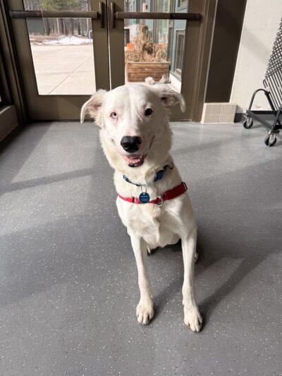 Enlarge Brazil, an adoptable mixed breed in Truckee, CA image 2/4