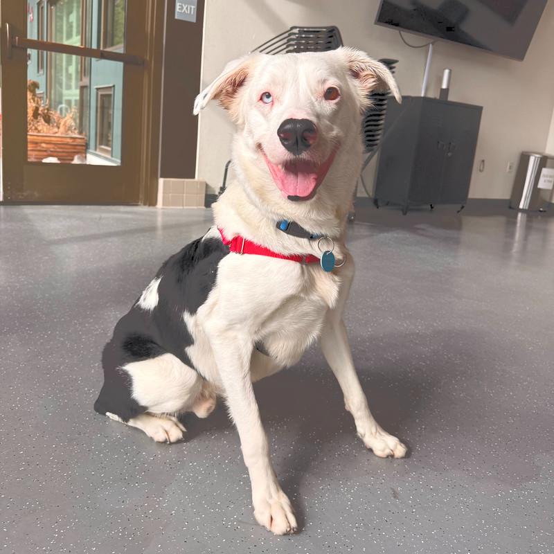 Brazil, adoptable, Adult Male Mixed Breed.