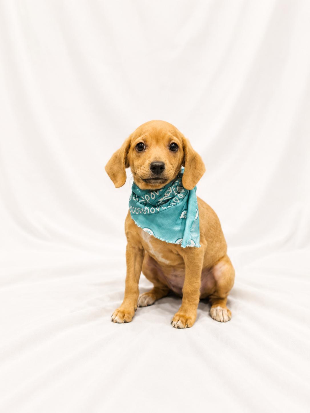 Rosie, ADOPTABLE, Puppy Female Mixed Breed.