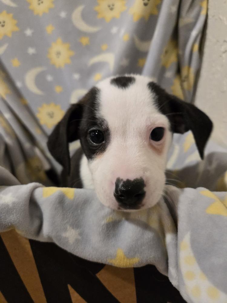 Eeyore, Adopted, Puppy Male Dachshund & Chihuahua.